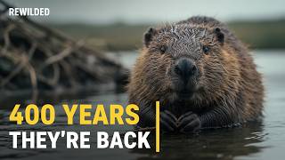 Beavers Were Gone From Britain for 400 Years. Now They're Saving Billions
