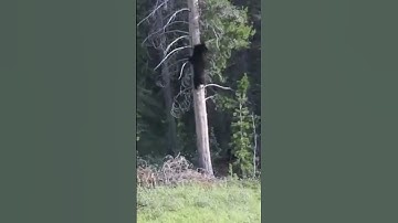 Hài hước: Gấu đen bị gấu nâu đuổi lên cây | Thiên Nhiên Hoang Dã#shorts