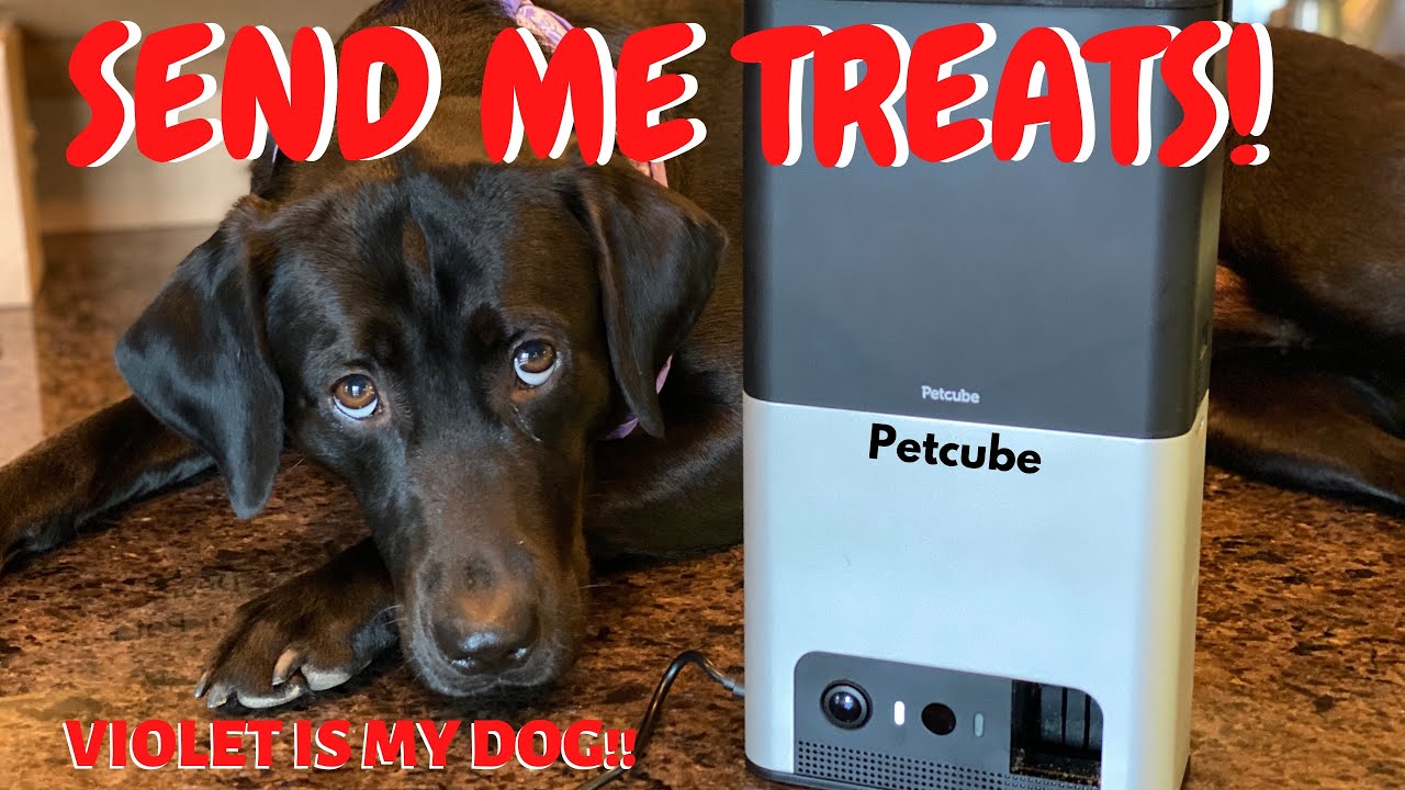 Feed this Dog TREATS NOW with Petcube Bites 2 Pet Camera E66 VIOLET IS