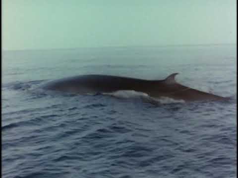 The Undersea World of Jacques Cousteau 04of18 Whales