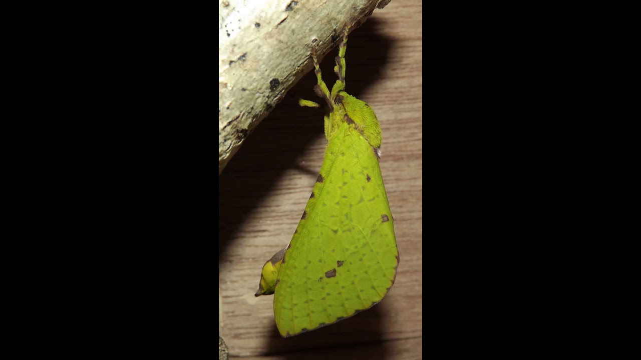 Splendid Ghost Moth Emergence