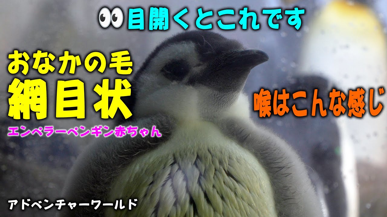 【顔マジマジ見てみた】ママが魚待ちきれずフライング ごはんのパターン少し変わった？