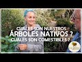 CUALES son Nuestros ÁRBOLES NATIVOS?? Y Porque es URGENTE PLANTARLOS?