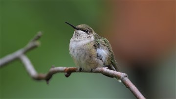 Female Ruby throated Hummingbird