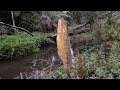 THE GREAT RIVER BLACKFISH HUNT!! Part one 🇦🇺 🎣 And a Ute Breakdown!!