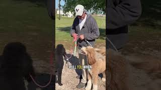 "Stop Pulling on the Leash with This Simple Dog Training Technique "