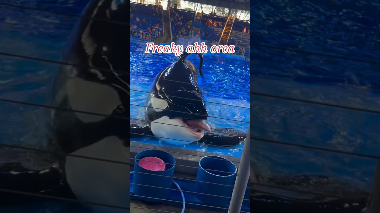 Freaky ahh Orca 