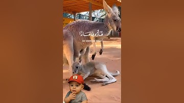 هذا خلق الله | سورة لقمان - الآية 11 - القارئ#قرآن  #اسلام_صبحي#fouryou #trending