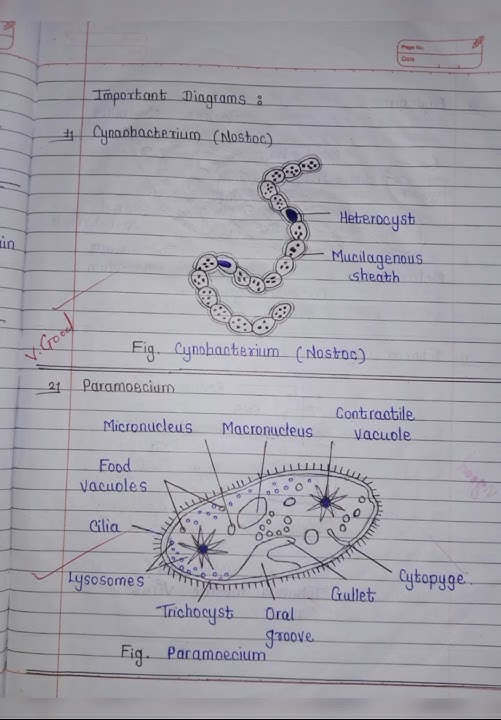 Class 11th Biology Chapter 2. Systematic of Living Organisms NOTES #notes #biology