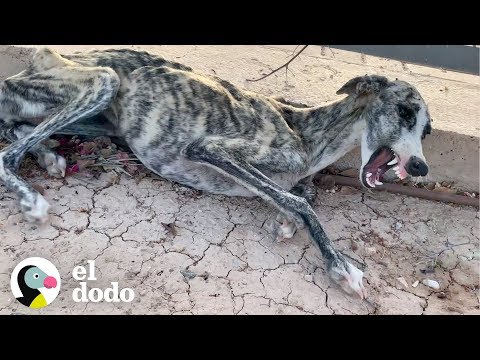 Video: El perro callejero fue 