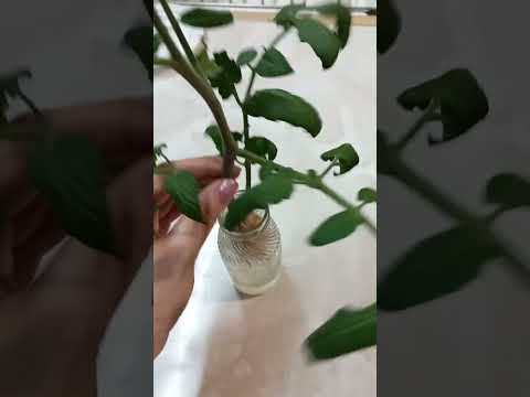 Рассада из пасынков: