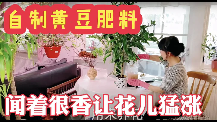 #自制黄豆肥料，让花儿疯长不停的万能肥料，屋里屋外的花草植物都用它，简直太好用了，豆渣效果一样，Homemade Soybean Fertilizer Universal Fertilizer - 天天要闻