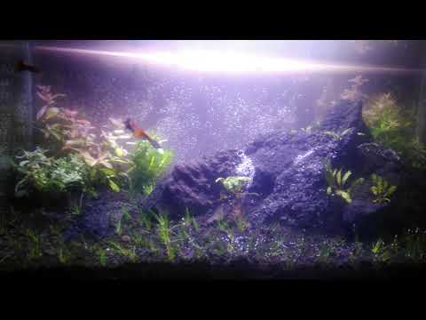 Aquascape Tema Sawah – Gambar.se Aquascape Tema Sawah – Gambar.se
