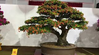 The Most Beautiful Bonsai Works In Taiwan Exhibition Part 7