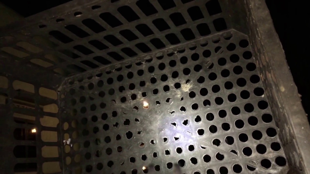  Cuộc đấu súng thạch ban đêm của team nhà lá