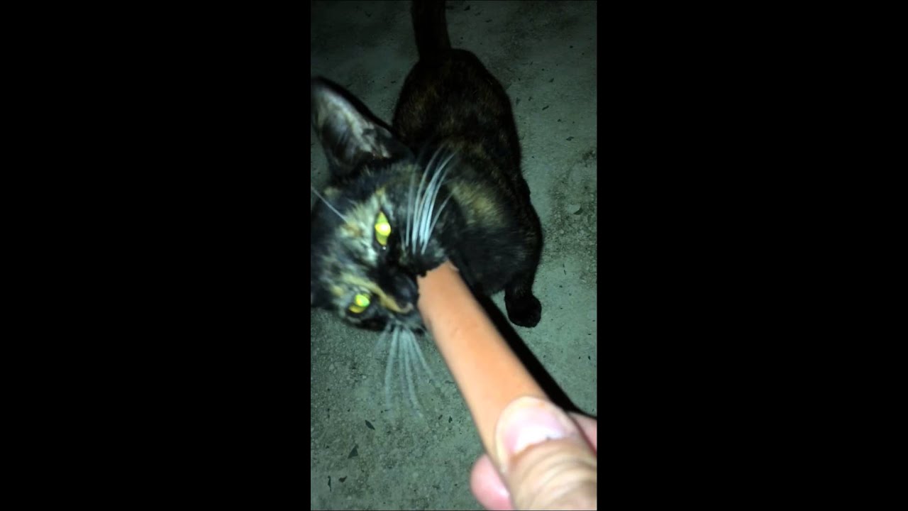 My cat eating Hot dogs YouTube