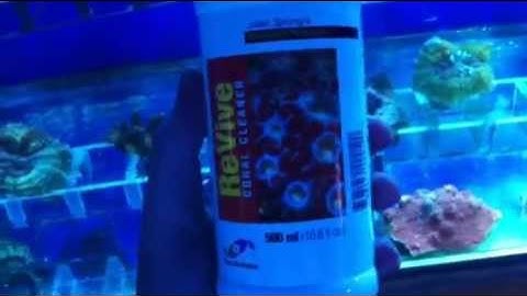 Paul talbot talks about how to cure bacteria infection on coral with Revive