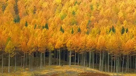 Tree planting could reduce flooding say experts