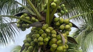 Fragrant dwarf coconut - Coconut tree farm