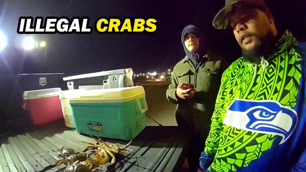 Every Crab They Kept Was Illegal - Washington State