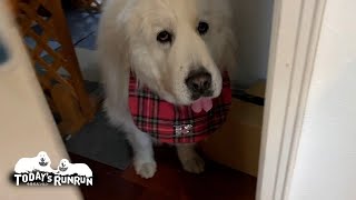 退屈してますけど...お母さんを呼びに来たルンルンです　Great Pyrenees　グレートピレニーズ