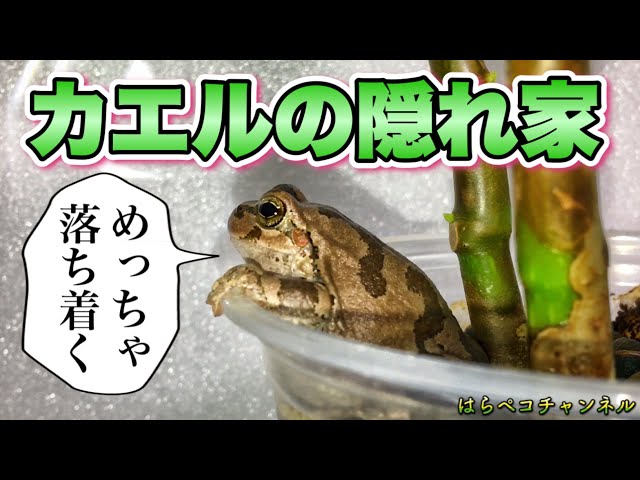 Frog hiding place ~How to properly care for houseplants~ - YouTube