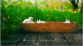 Rabbit cute video wao it's amazing 😍😻 #animalsnatural #animalsnature #subscribe by Animals World 38 views 2 years ago 34 seconds