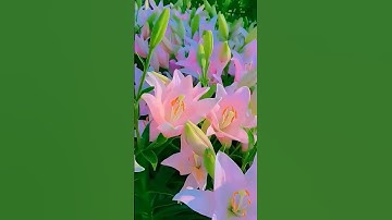 سورة الإخلاص بصوت الشيخ عبد الباسط عبد الصمد