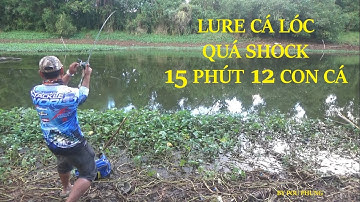 CÂU CÁ LÓC,TRÚNG BẦY CÁ GIẬT LIÊN TỤC 15 PHÚT ĐƯỢC 12 CON CÁ - POU PHUNG FLY FISHING