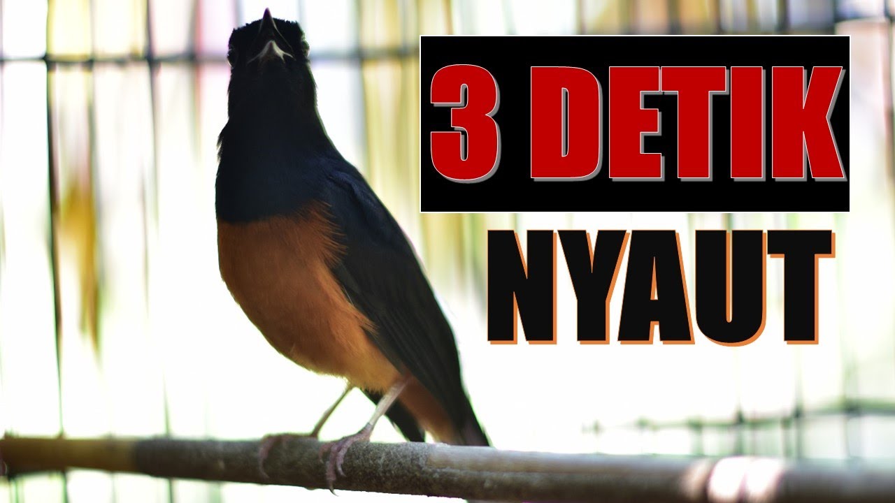 COBA 1 MENIT SAJA, MURAI BATU APAPUN BAKAL NYAUT GACOR DAN BONGKAR ISIAN