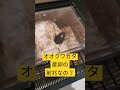 オオクワガタ産卵の前兆？