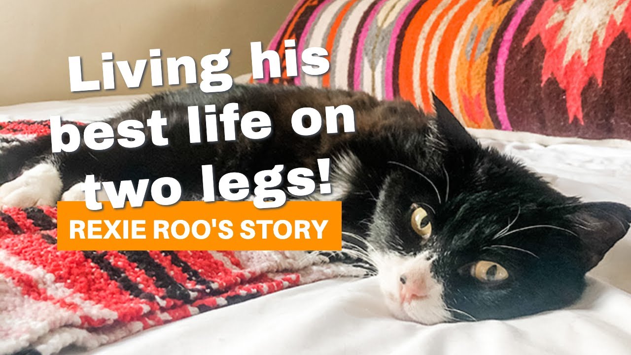 roo roo cat rescue