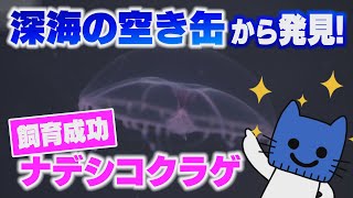 深海の空き缶から飼育成功の快挙！ナデシコクラゲ。【マスクにゃんニュース】