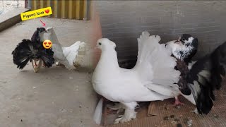 pigeon love  টেলমার্ক আর ময়ূরপঙ্খী পায়রা l Rajib And Mini Zoo