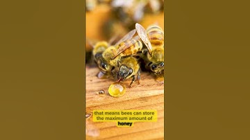 WHY Bees Always Create PERFECT Hexagons