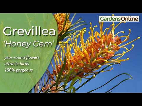 וִידֵאוֹ: גידול גרוויליה בתוך הבית - איך לגדל צמח בית גרוויליה