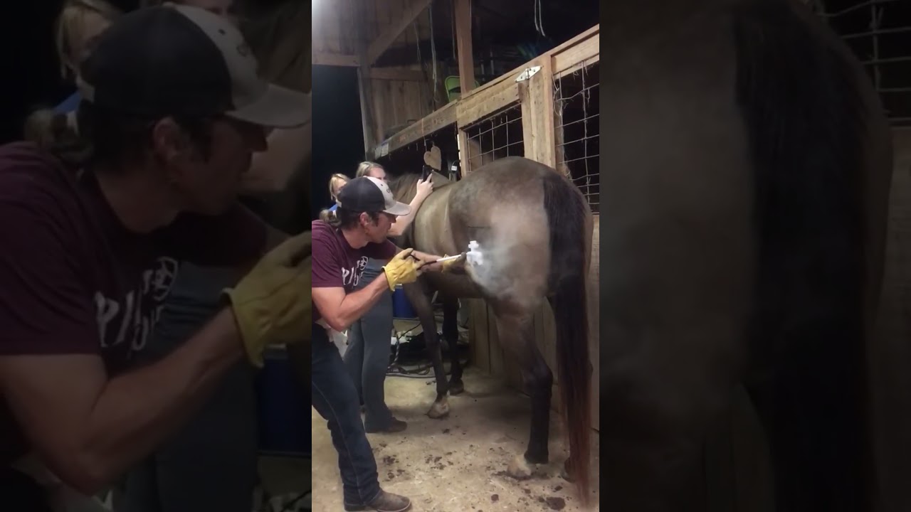 How Does Freeze Branding Work? 