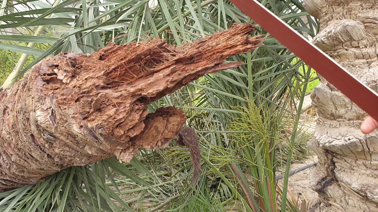 سقوط نخلة مصابة بحفار ساق النخيل ذو القرون الطويلة