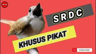 Suara pikat SRDC (Sikatan Rimba Dada Coklat) terampuh!!!