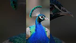 Peacock with iridescent colors #nature  #birdwatching