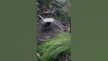 Extraordinary Animals: Superb Lyrebird