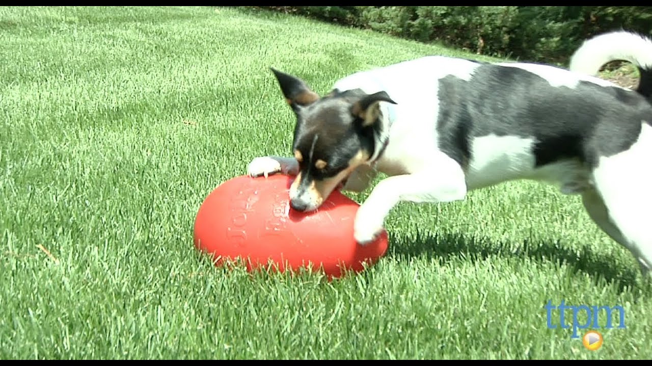 egg shaped dog toy