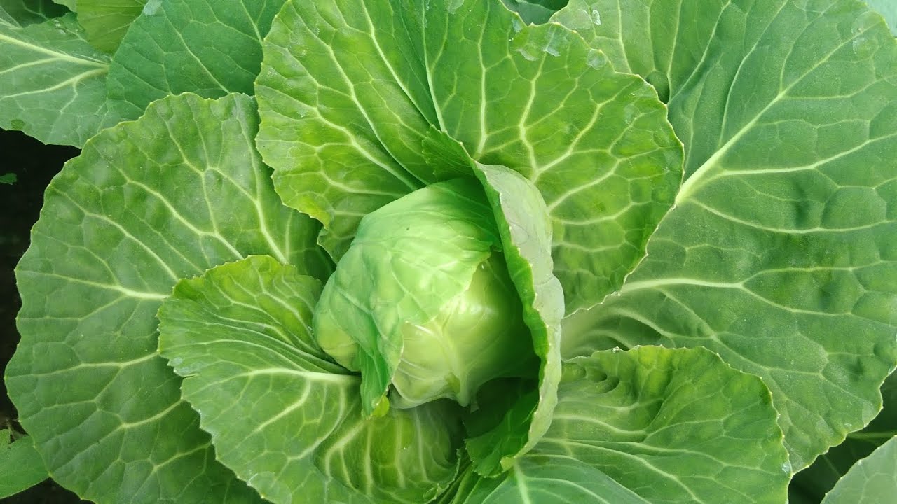 A little tour of my terrace garden 🏡😍 what all I have grown in my garden I am going to show all of i