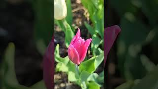 Flowers -484 #shorts 花朵 पुष्प フラワーズ 꽃들 Blumen fleurs flores زهور Fiori Blomme цветы Гүлдер Gullar