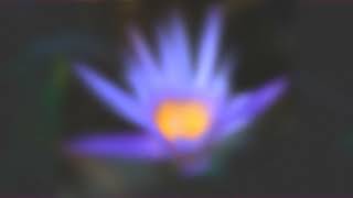 Syeyl - Lotus