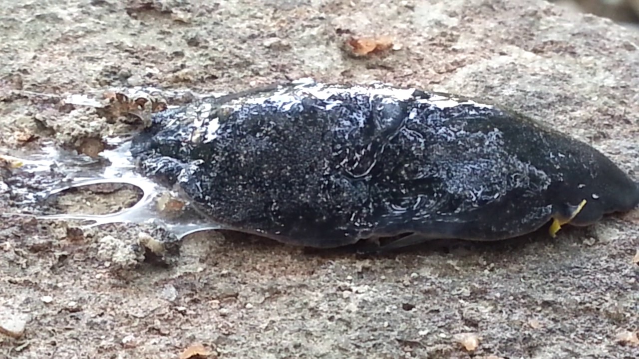 Attapoochi - YouTube