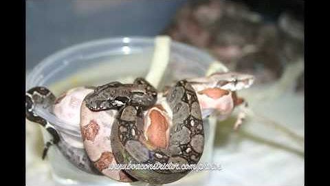 Boaconstrictor.com Video Picture Gallery 2010