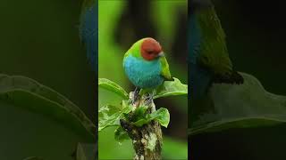 Nature Sound Relaxation||Soothing Forest Birds Singing-Relaxing Sleep-Bird Chirping Sound #shorts