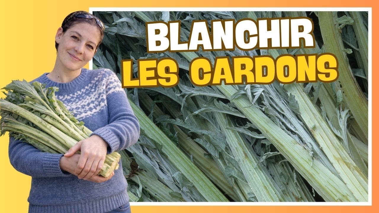 👩‍🌾 C'est le moment de blanchir les cardons !
