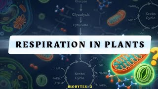 RESPIRATION IN PLANTS with animation in 10 minutes Biobytes series - 2